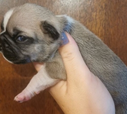 bouledoque français