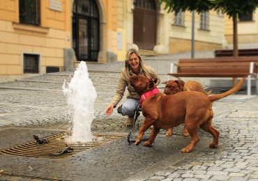 Trouver Un Dog Sitter De Confiance : Nos  Conseils