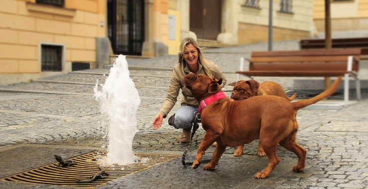 Trouver Un Dog Sitter De Confiance : Nos  Conseils