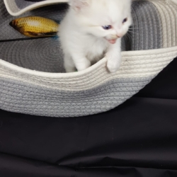 Magnifiques Chaton Sibérien a réserver