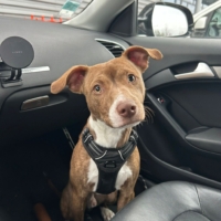 BENJI 2 ans, un chien aussi mignon qu&rsquo;adorable ! (ok chats)