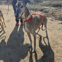 APACHE, Lévrier espagnol senior à aimer (ok chat)