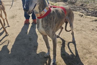 APACHE, Lévrier espagnol senior à aimer (ok chat)