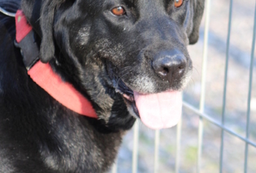 PIN, Superbe femelle Mâtin Espagnole. Une vraie crème ! (ok chat)