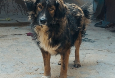 ILDE jeune chien doux et affectueux