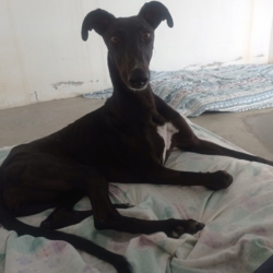 RASMIA, une galga très facile et adotable