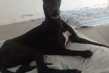 RASMIA, une galga très facile et adotable