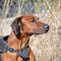 TINO, un chien merveilleux !
