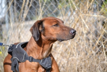 TINO, un chien merveilleux !