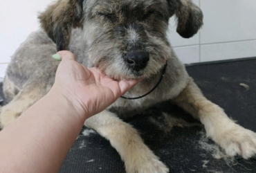 CARLA à adopter