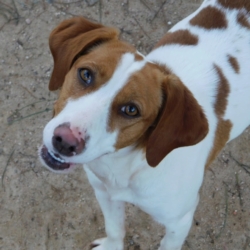 Lina, jeune chienne merveilleuse