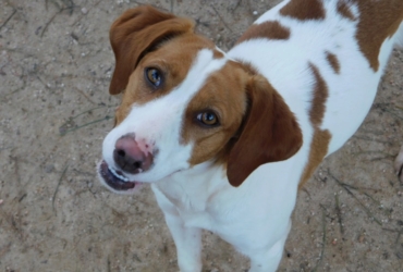 Lina, jeune chienne merveilleuse