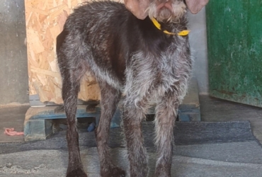 MARCELA 3 ans, femelle Drahthaar merveilleuse