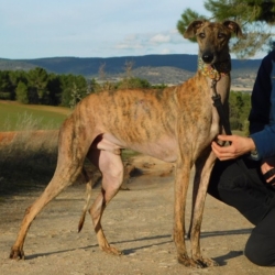 THIAGO – chien à adopter