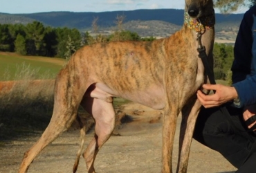 THIAGO – chien à adopter