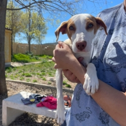 TURBO chien à adopter