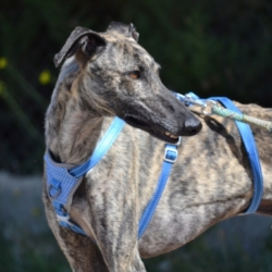 NOEL, superbe galgo
