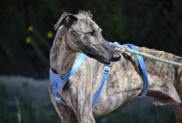 NOEL, superbe galgo