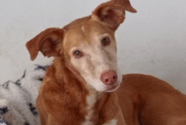 TONI, 9 ans. Un amour de chien !