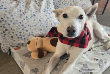 PISTOLE 10 ans, un amour de chien !