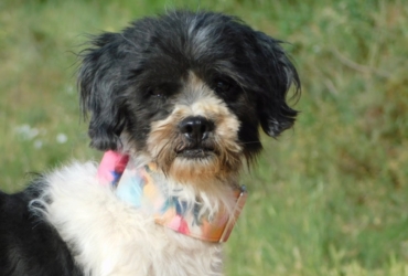 BOB 6 ans, petit chien affectueux