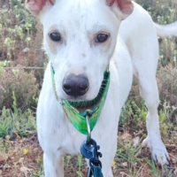 PUCK, petit chien de 9kg