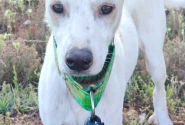 PUCK, petit chien de 9kg