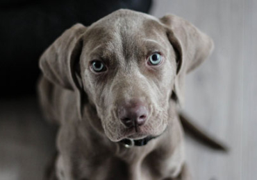 Chien abandonné : Comment lutter contre l&rsquo;abandon animalier en été ?