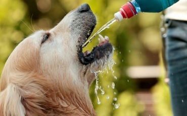 Vague de chaleur : 10 conseils pour protéger votre chien