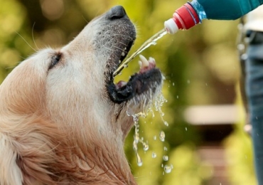 Vague de chaleur : 10 conseils pour protéger votre chien