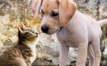 Comment faire cohabiter un chien et un chat ?