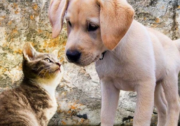 Comment faire cohabiter un chien et un chat ?