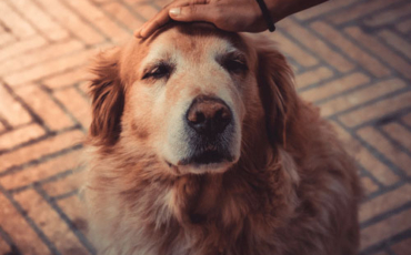 Journée du compliment : n’oubliez pas vos animaux ! 