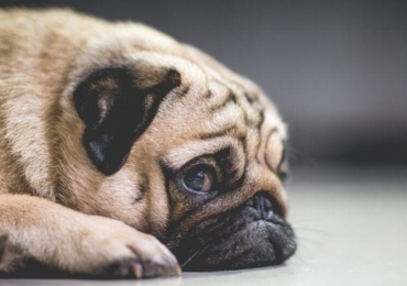 Le stress chez le chien