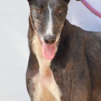 VERSACE, Greyhound de 3 ans (ok chat)