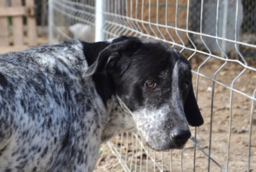 MIKU à adopter en association
