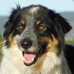 MANCHAS, Border collie de 4 ans (Ok chat)