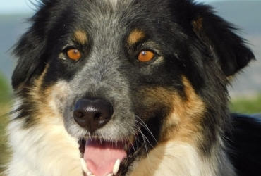 MANCHAS, Border collie de 4 ans (Ok chat)
