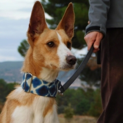 PIPER 1 an, petit podenco très affectueux