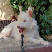 YUKI 5 ans. Magnifique femelle Podenca campanera (ok chat)