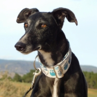 VERA, belle galga de 5 ans