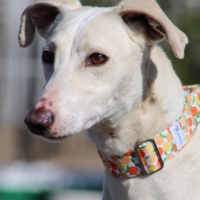 DUQUI Grand galgo espagnol mâle, 27 kg de noblesse et de douceur
