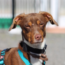 HARVEY, un petit chien adorable
