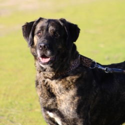 PON, Sublime Mâtin Espagnol fidèle et affectueux. Une crème !