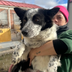 ELI Une Perle de douceur , border collie en quête d&rsquo;amour