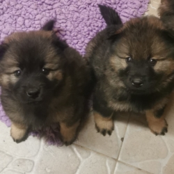 CHIOTS EURASIER