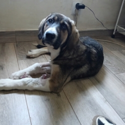 NAMI, chiot femelle mâtin espagnol de 4 mois