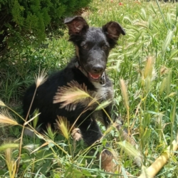 DAMA, chiot femelle de 4 mois