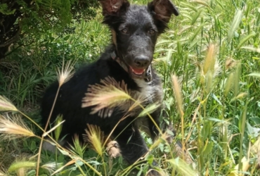 DAMA, chiot femelle de 4 mois