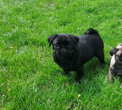 Magnifique chiot carlin lof